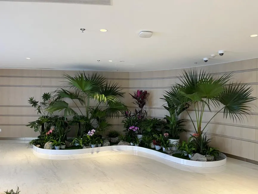 深度解析宁波镇海绿植出租方案，点亮办公新色彩